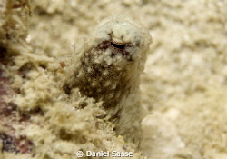 A Small Octopus peers at us! Camera DX2G f/4.4 Expo. 1/11... by Daniel Sasse 